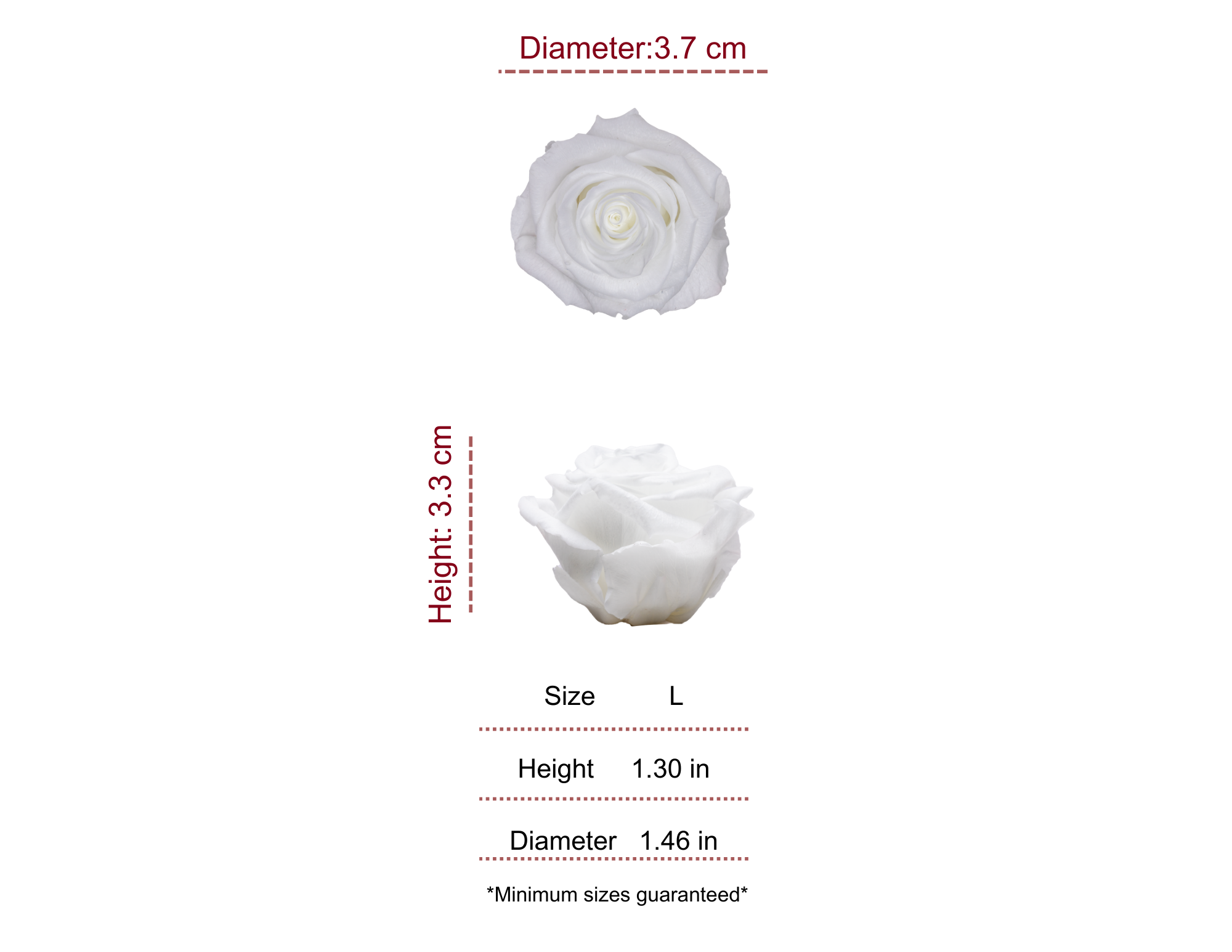 WHITE MOST WANTED PRESERVED ROSES - PACK OF 16 ROSES