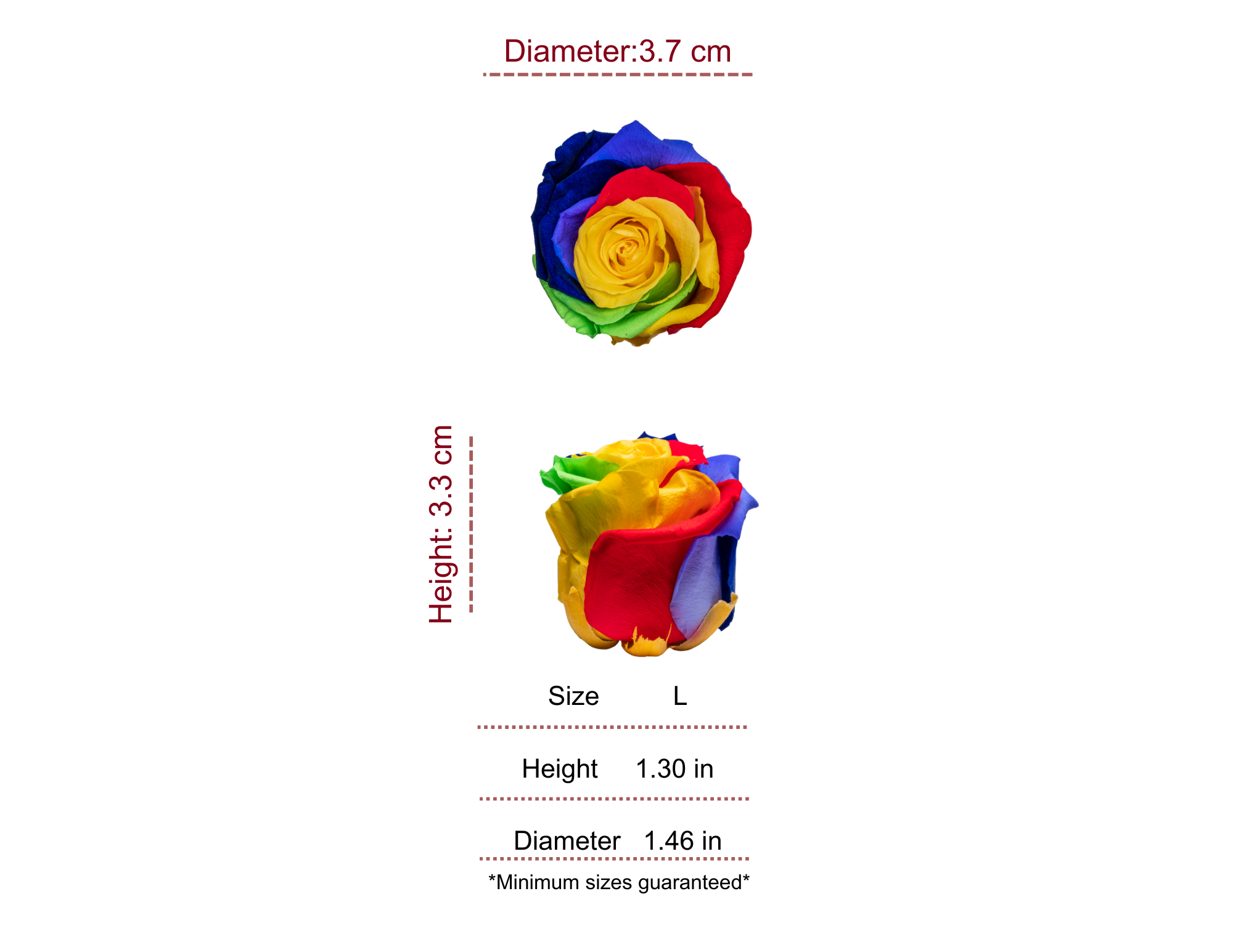 RAINBOW MOST WANTED PRESERVED ROSES - PACK OF 16 ROSES