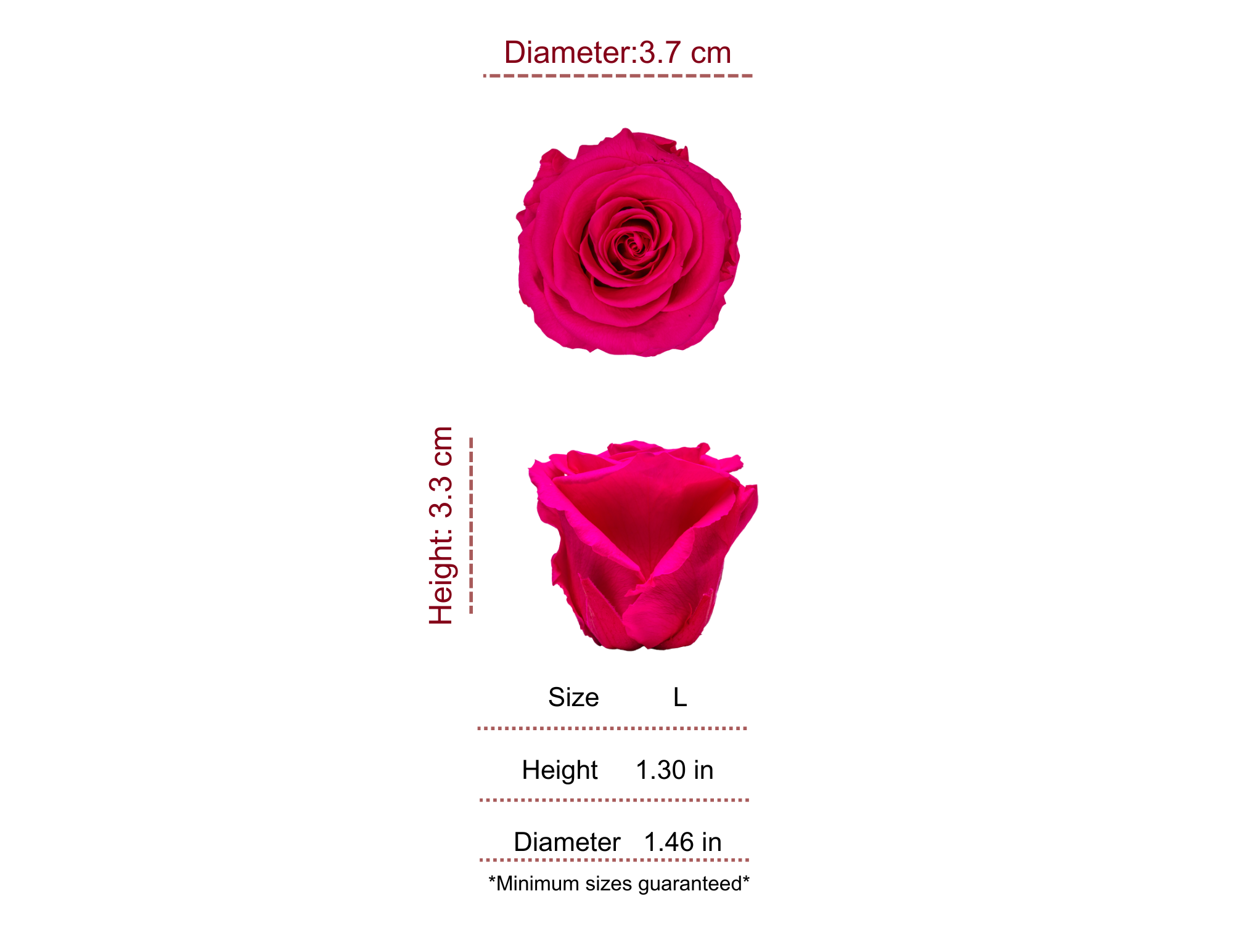 HOT PINK MOST WANTED PRESERVED ROSES - PACK OF 16 ROSES