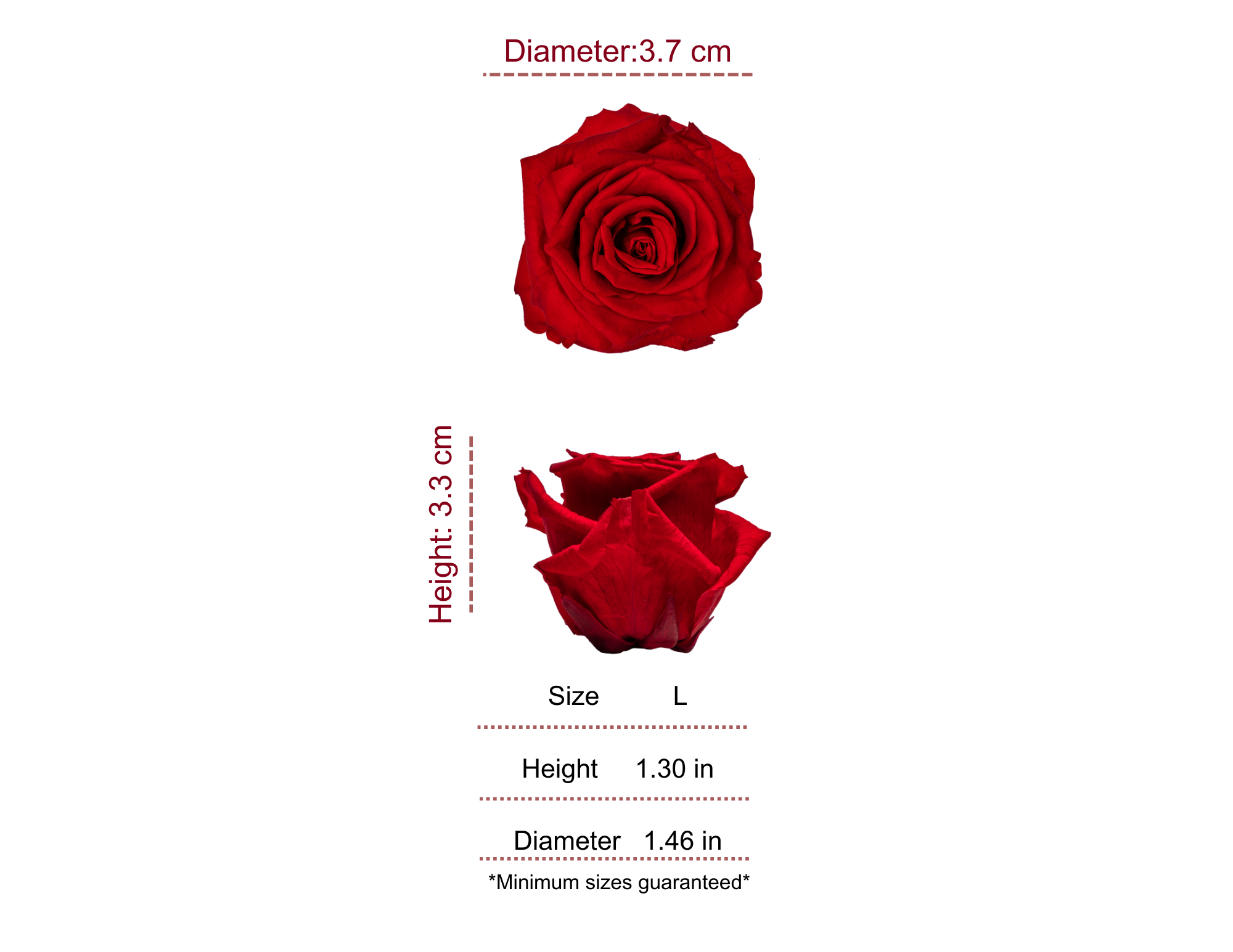 RED MOST WANTED PRESERVED ROSES - PACK OF 16 ROSES