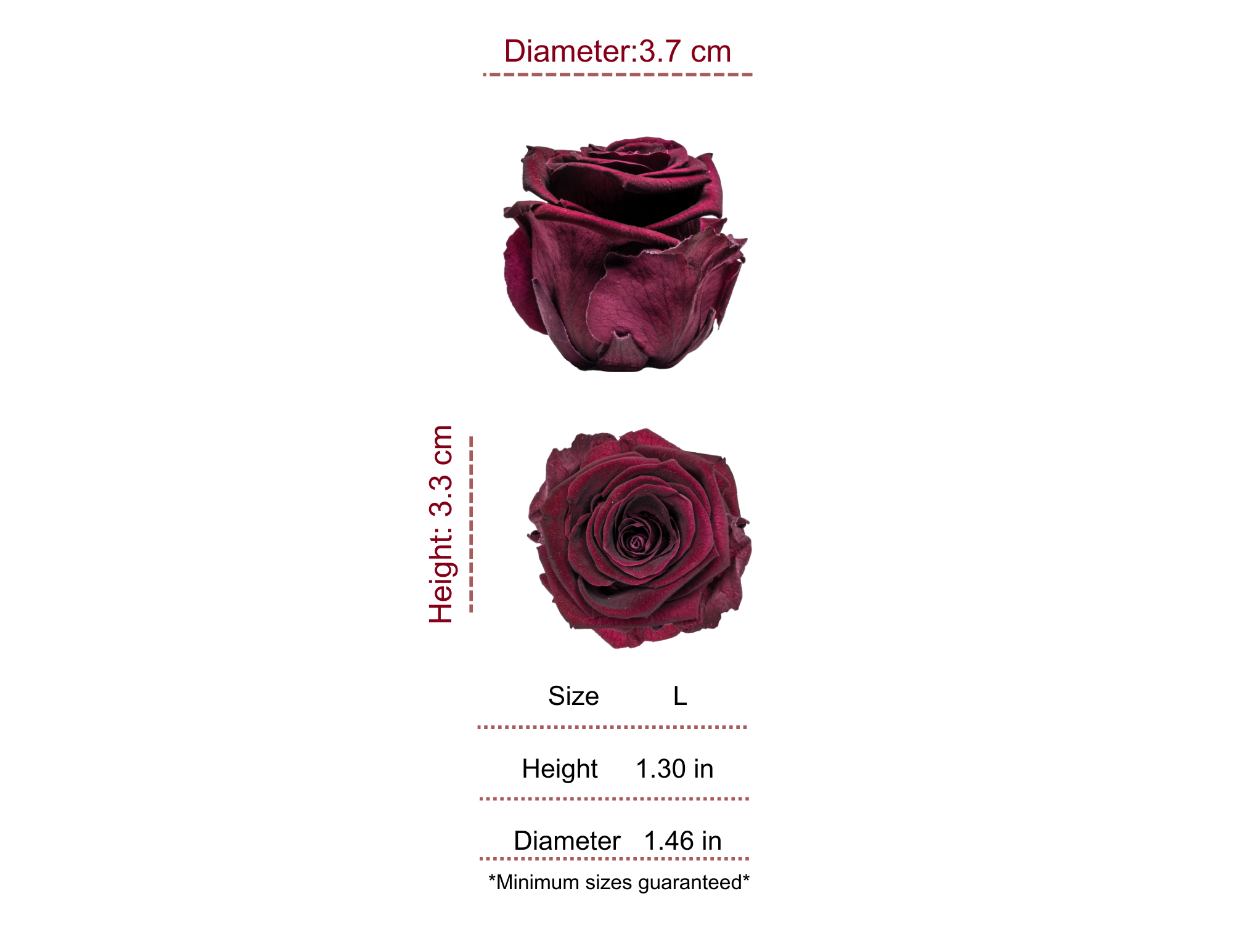 CRANBERRY MOST WANTED PRESERVED ROSES - PACK OF 16 ROSES