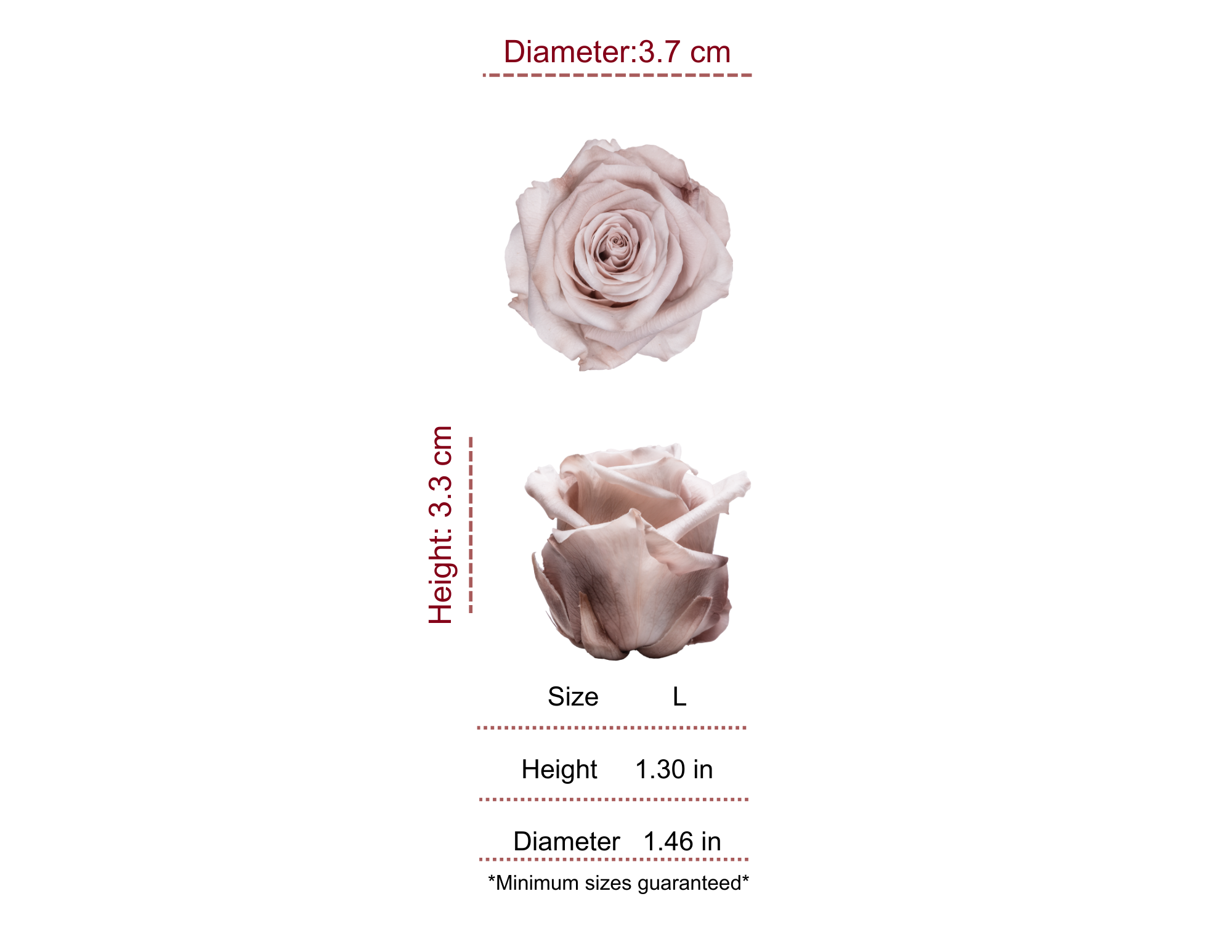MOCHA WANTED PRESERVED ROSES - PACK OF 16 ROSES
