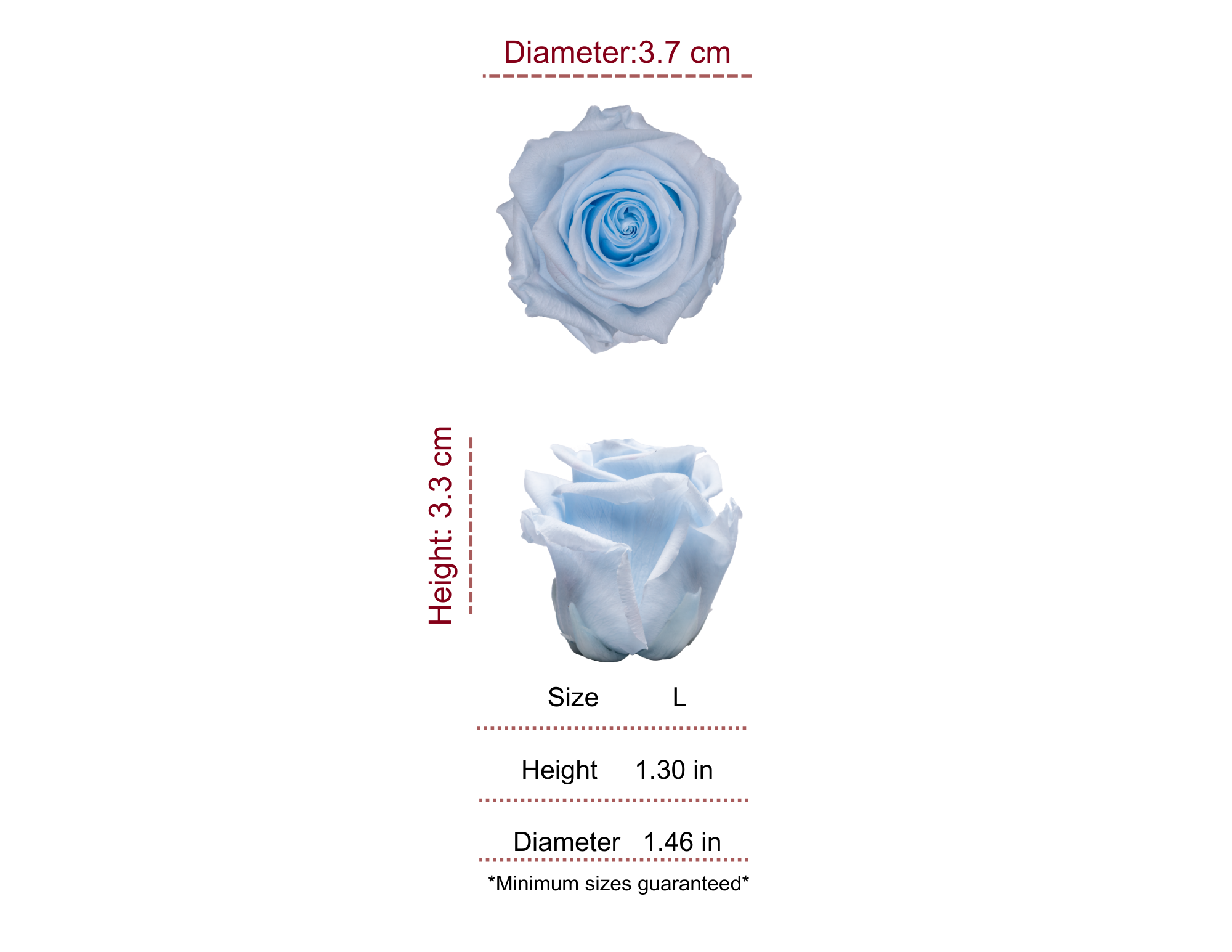 BABY BLUE MOST WANTED PRESERVED ROSES - PACK OF 16 ROSES