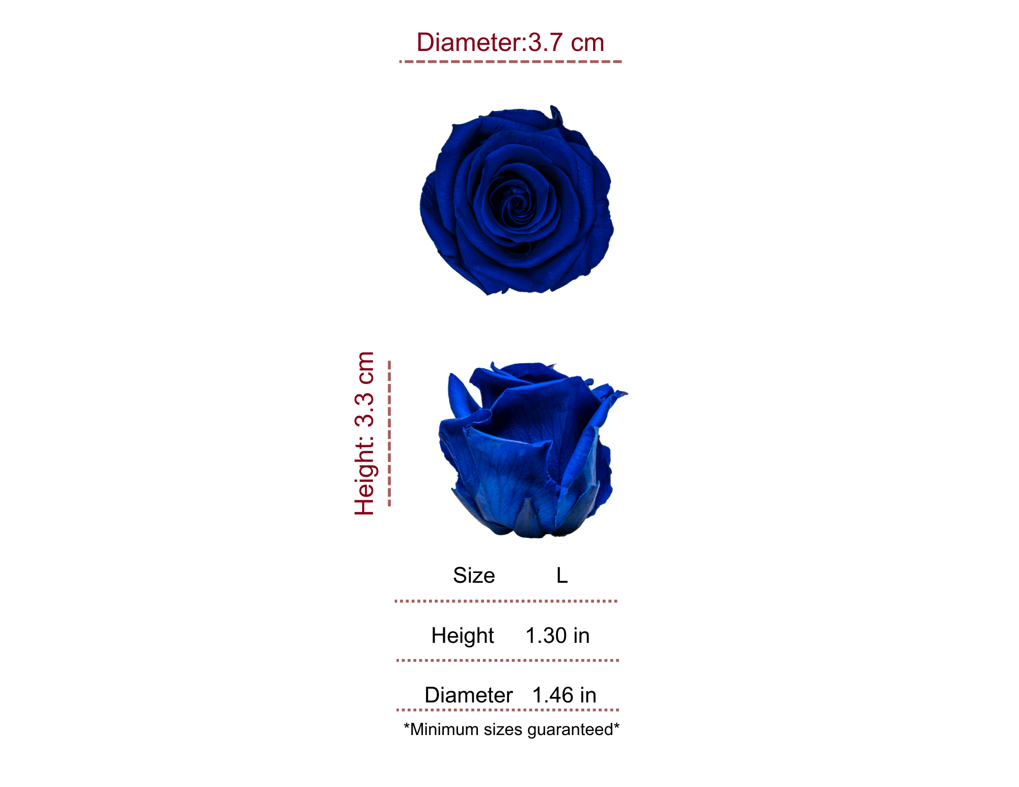 ROYAL MOST WANTED PRESERVED ROSES - PACK OF 16 ROSES