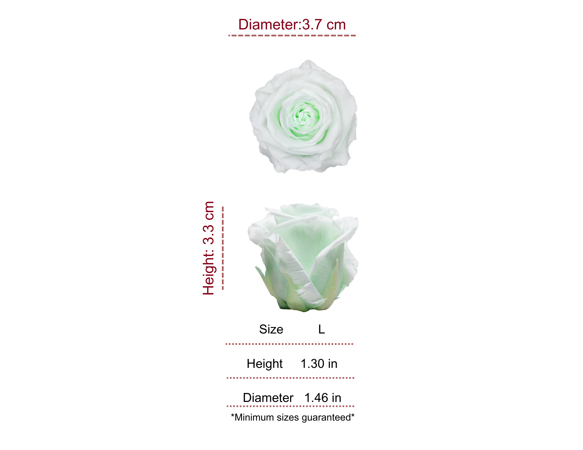 MINT MOST WANTED PRESERVED ROSES - PACK OF 16 ROSES