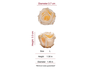 CREAM MOST WANTED PRESERVED ROSES - PACK OF 16 ROSES