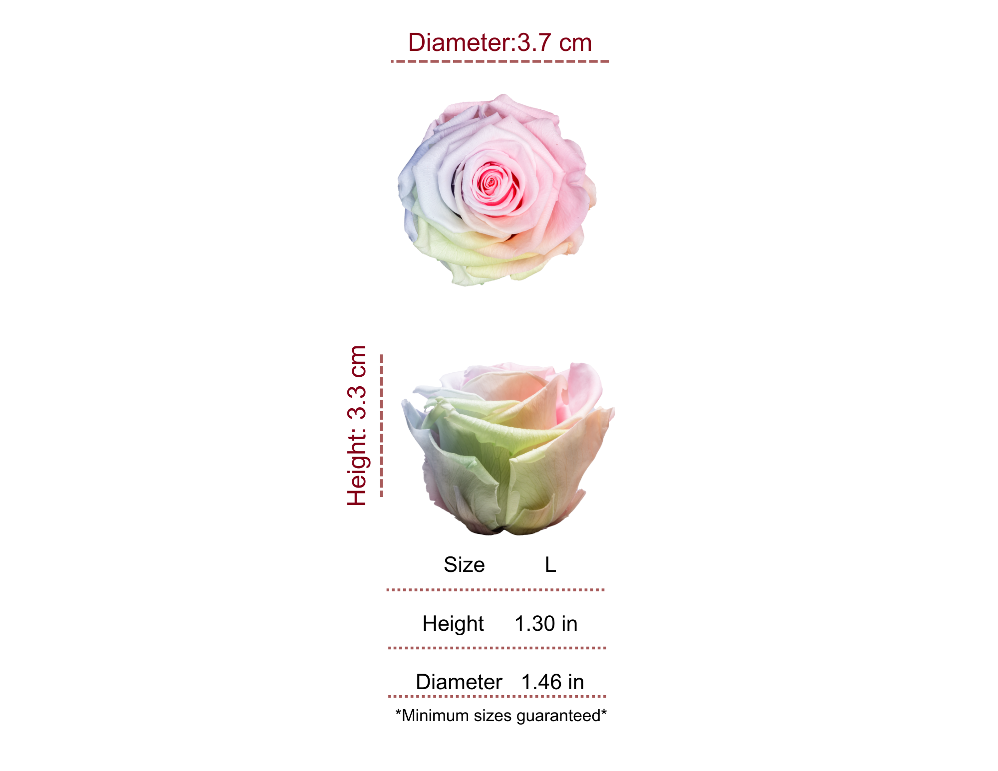 COTTON CANDY MOST WANTED PRESERVED ROSES - PACK OF 16 ROSES