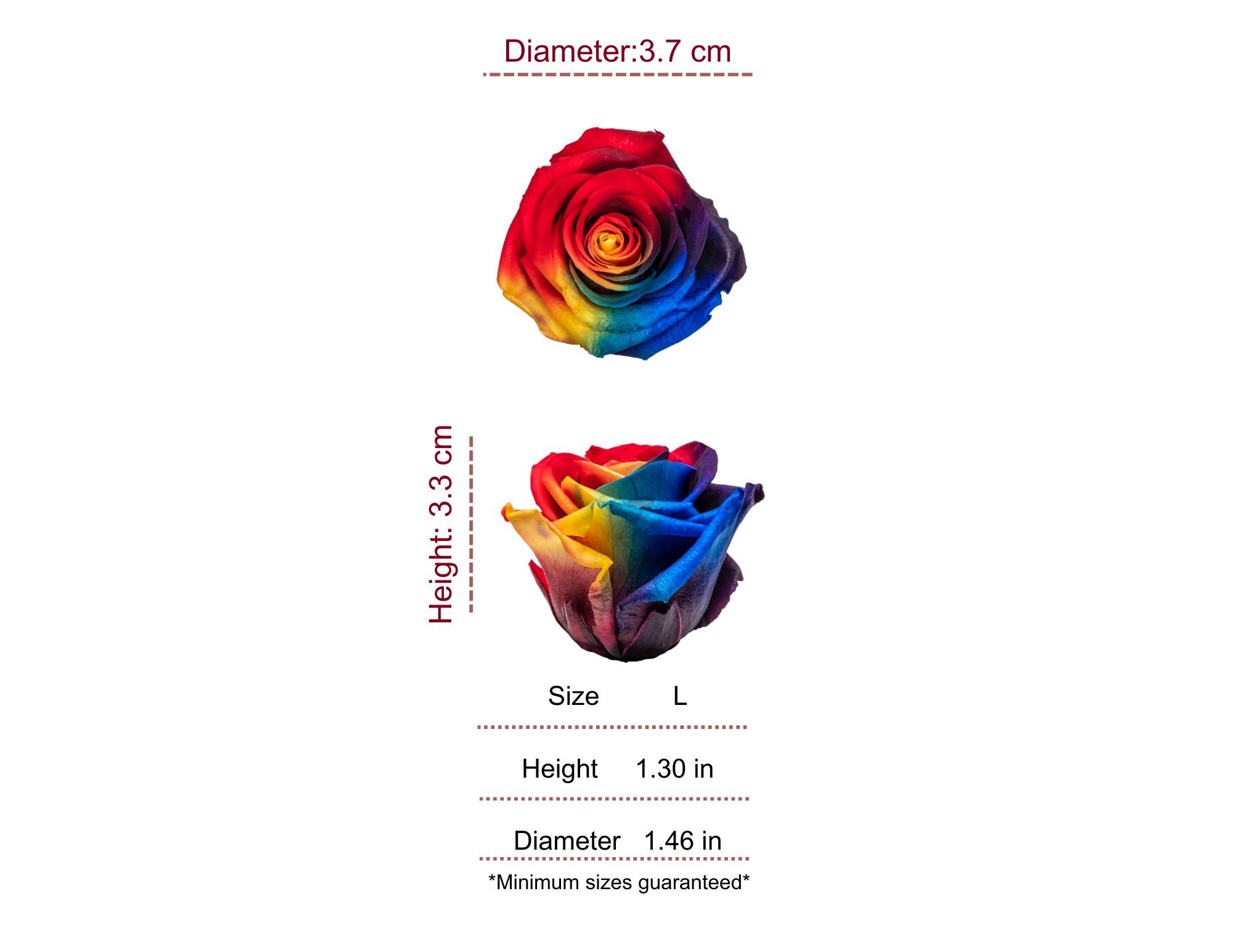 RAINBOW FIESTA WANTED PRESERVED ROSES - PACK OF 16 ROSES