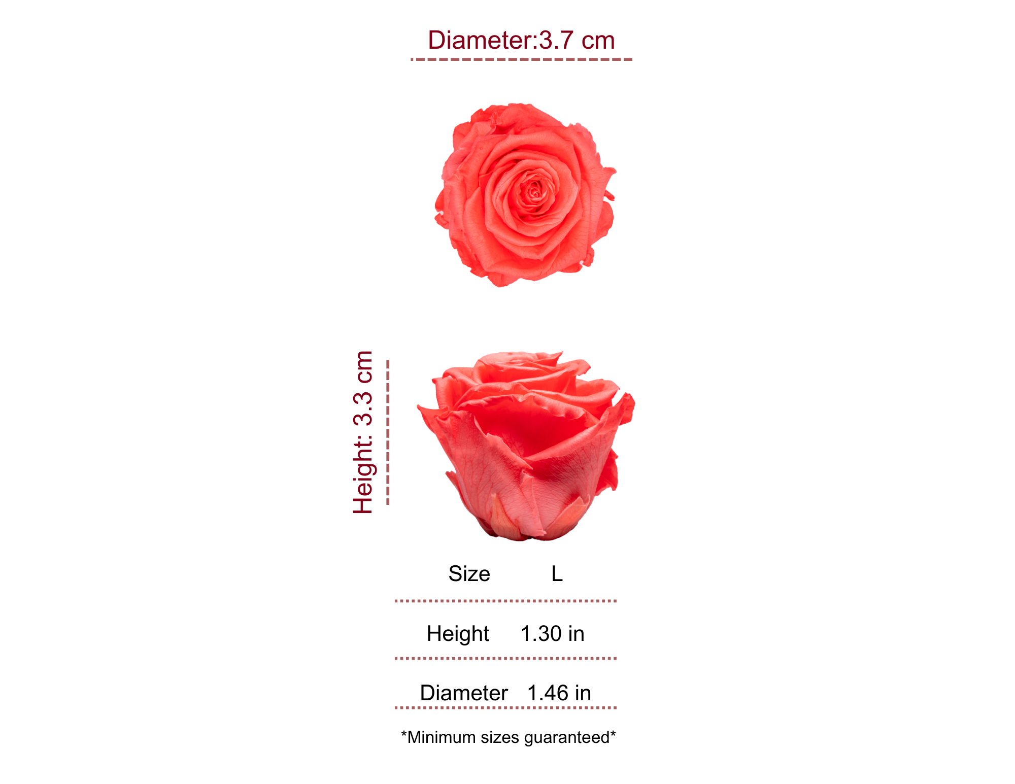 CORAL MOST WANTED PRESERVED ROSES - PACK OF 16 ROSES