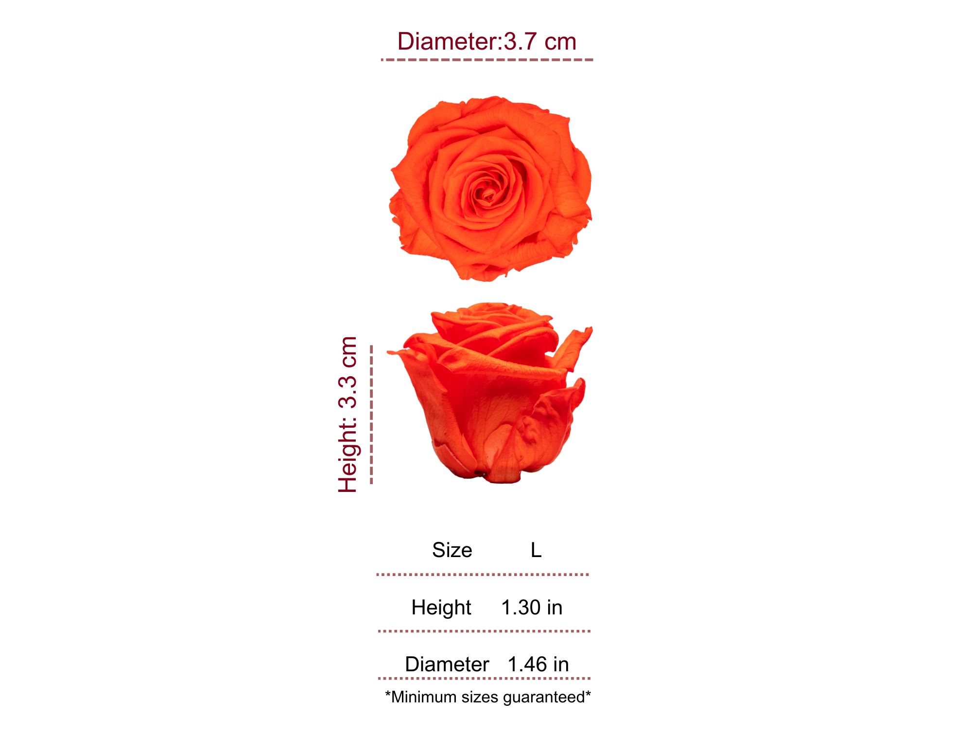 ORANGE MOST WANTED PRESERVED ROSES - PACK OF 16 ROSES