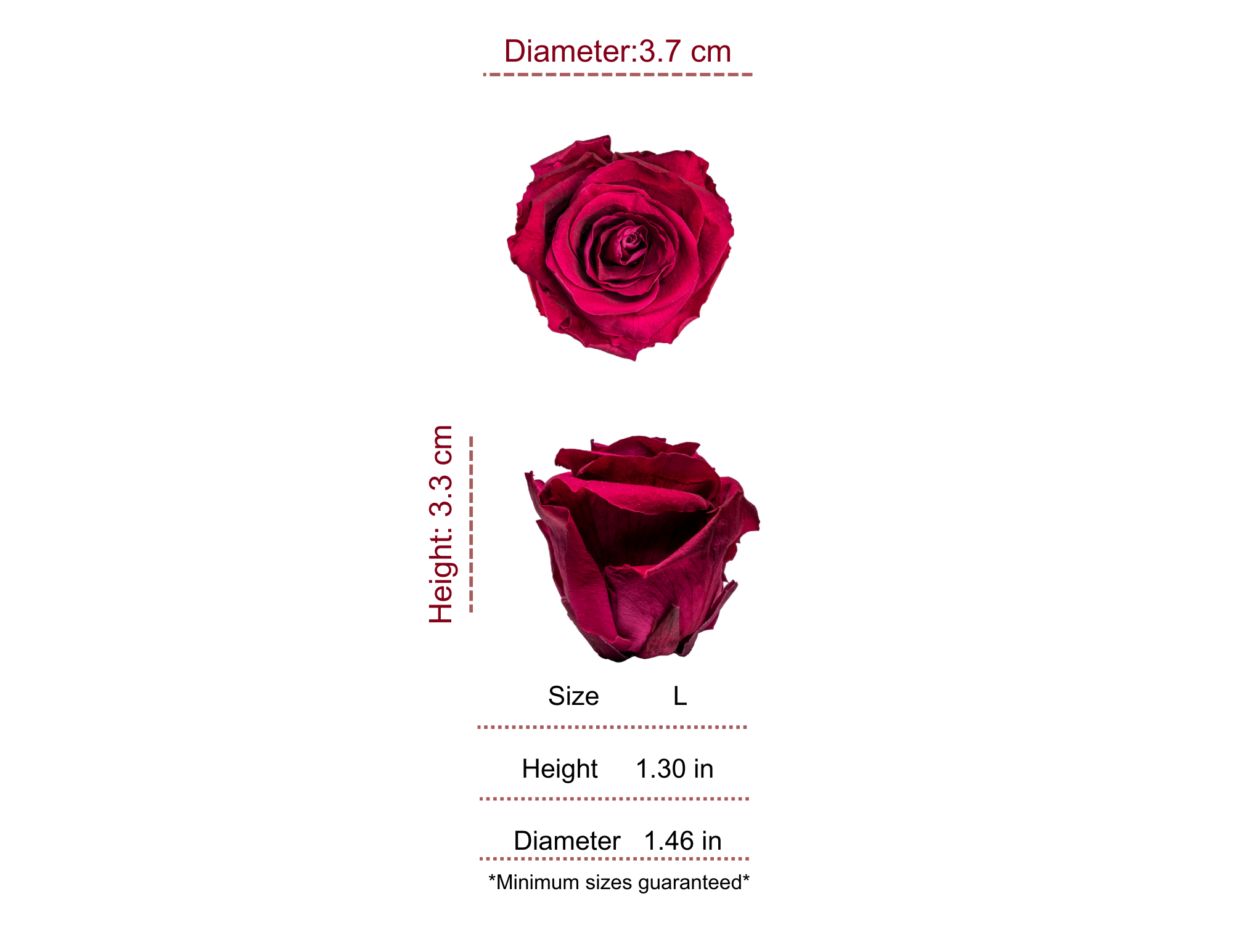 WINE MOST WANTED PRESERVED ROSES - PACK OF 16 ROSES