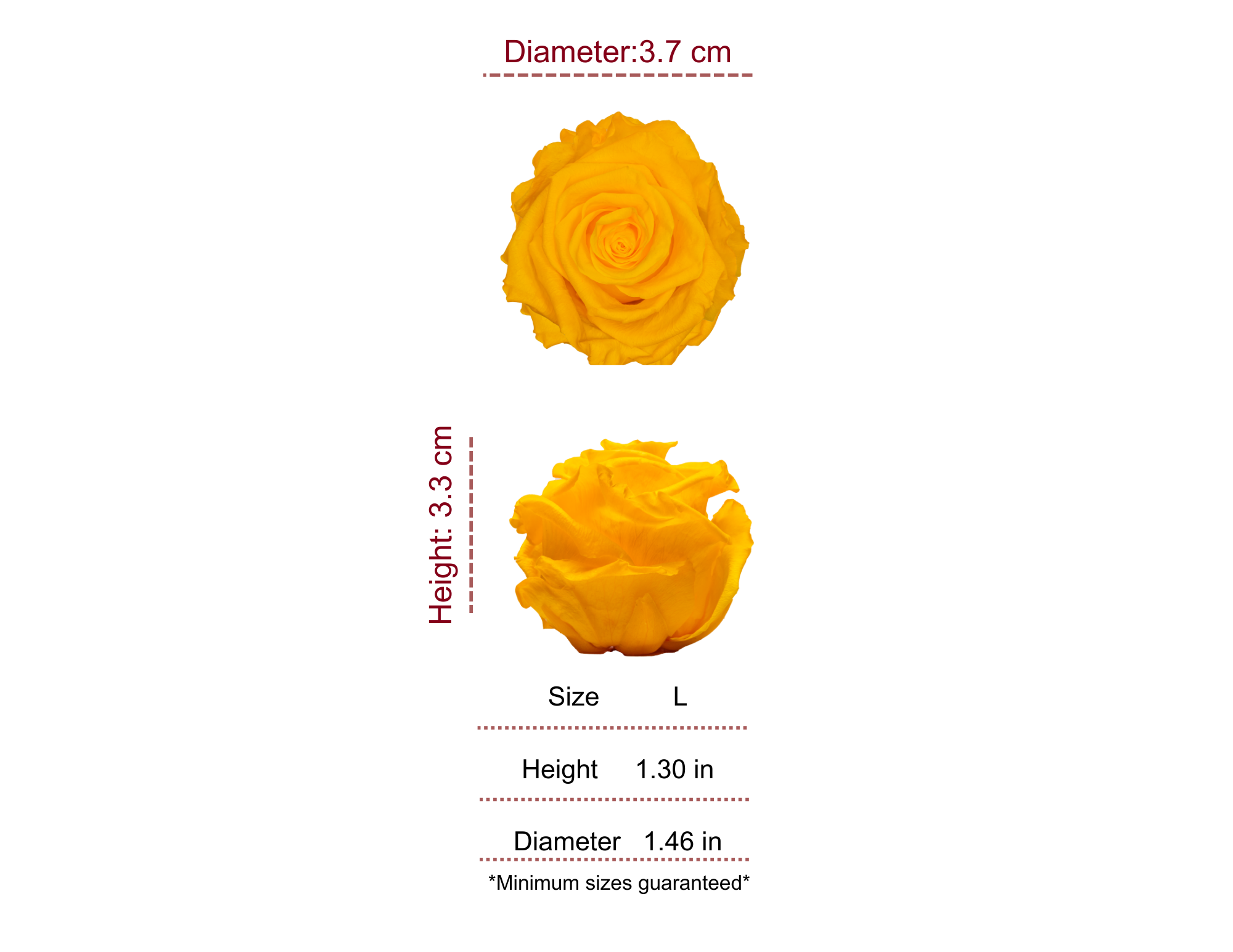 YELLOW MOST WANTED PRESERVED ROSES - PACK OF 16 ROSES
