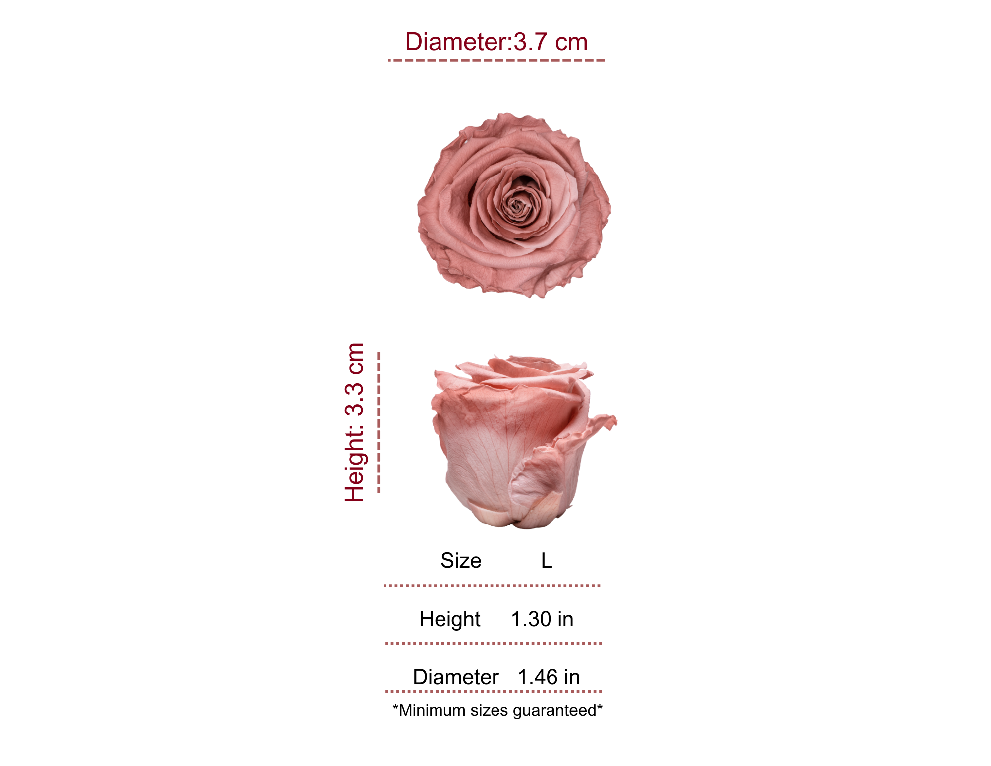 BLUSH MOST WANTED PRESERVED ROSES - PACK OF 16 ROSES